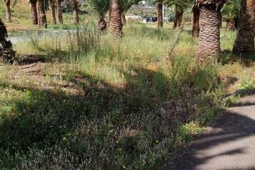 Abandono del Parque de las Mil Palmeras del Valle de Jinámar/TA.